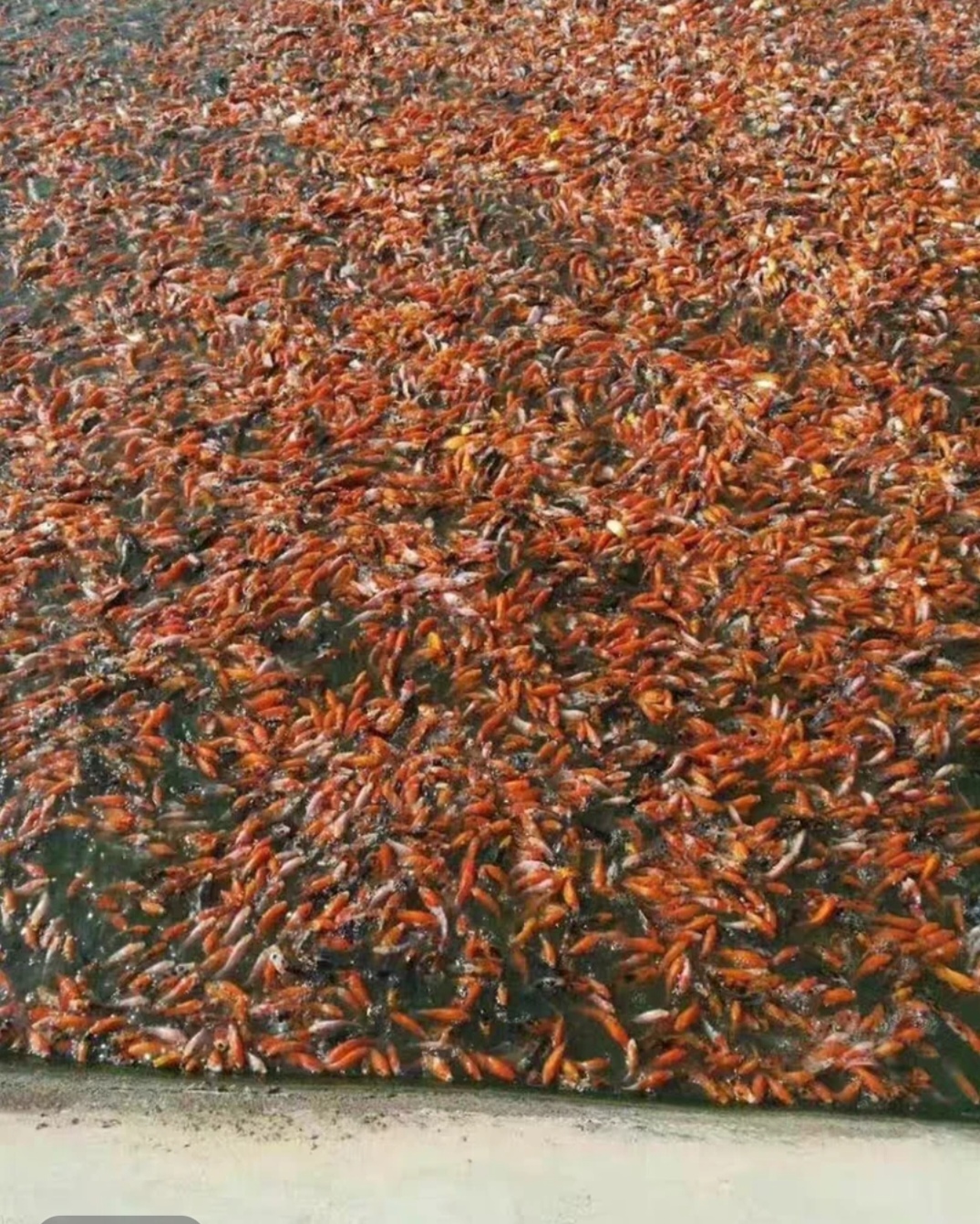 1-100号锦鲤观赏鱼红白三色大正昭和绯写冷水鱼好养耐活