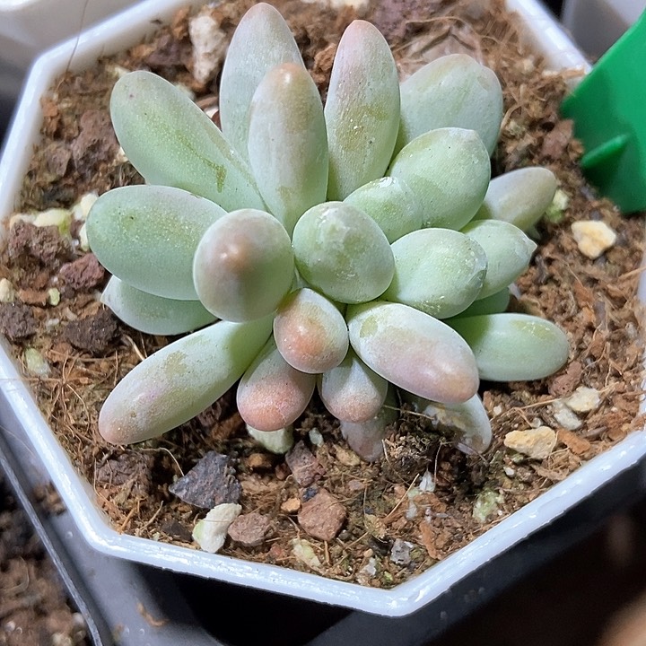 多肉植物白兰地915