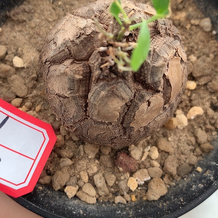 7龟甲龙4.1公分666666666666