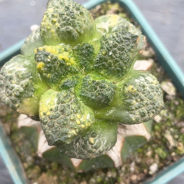 苗接仙人球锦开花