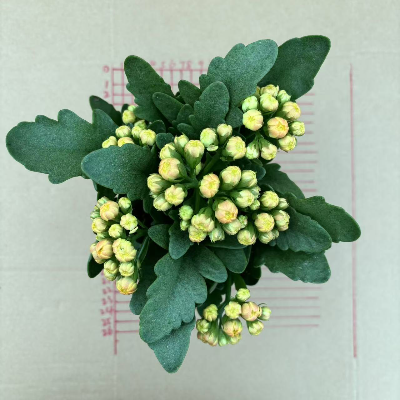 长寿花盆栽洛桑女神11cm盆径