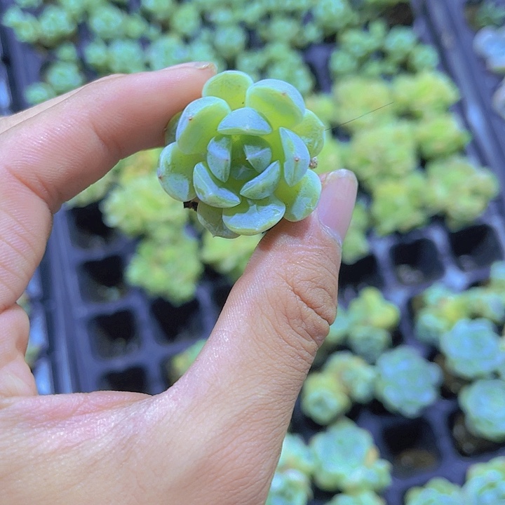 精品白恋多肉植物
