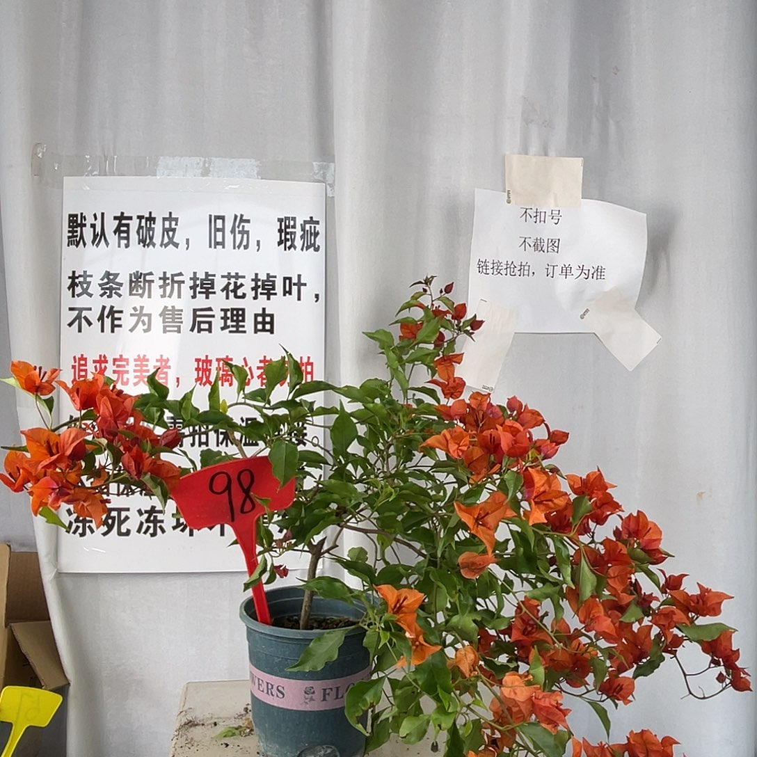 许***沙当前无花栽培后可以开花98热火桑巴盆苗