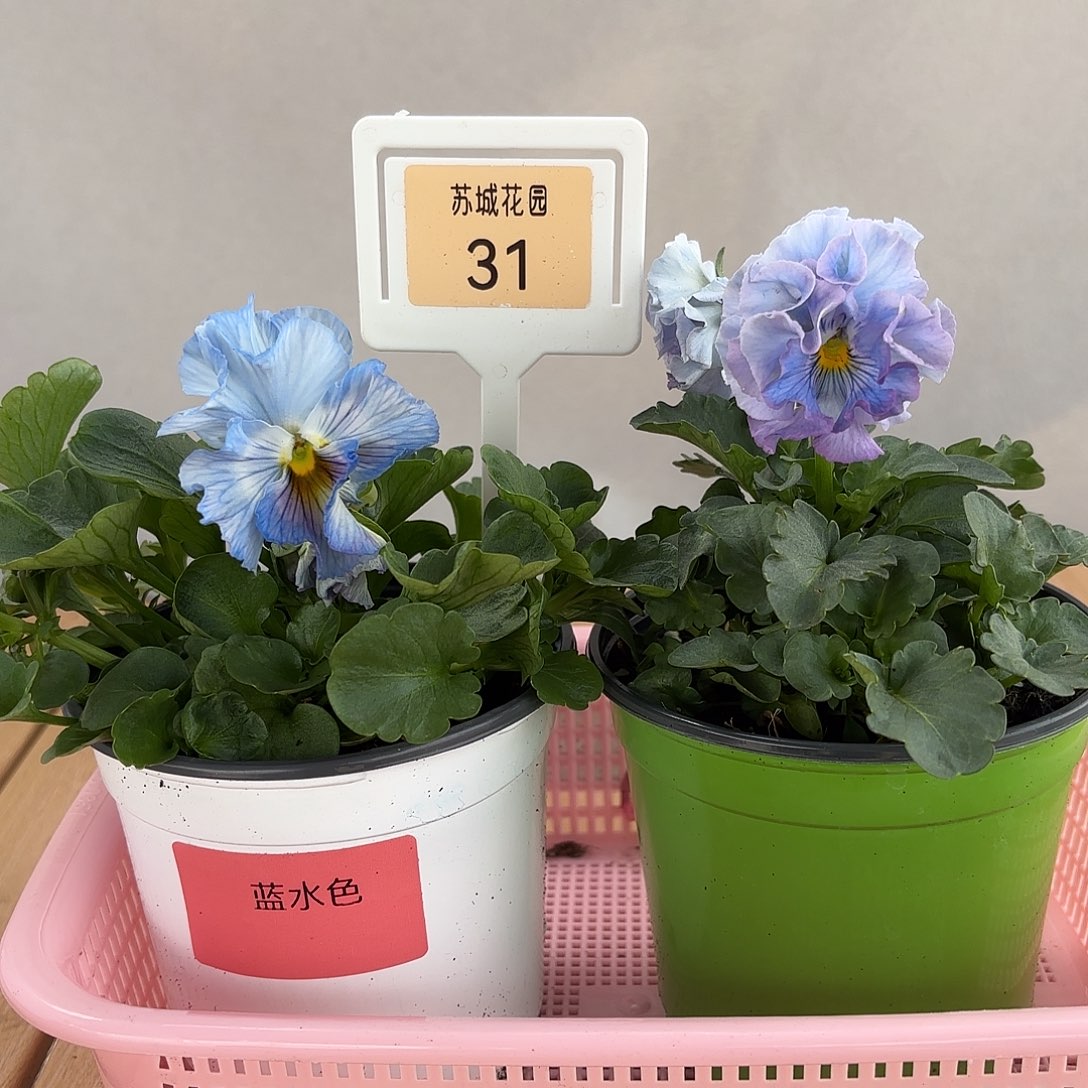 大部分开放少量花苞31