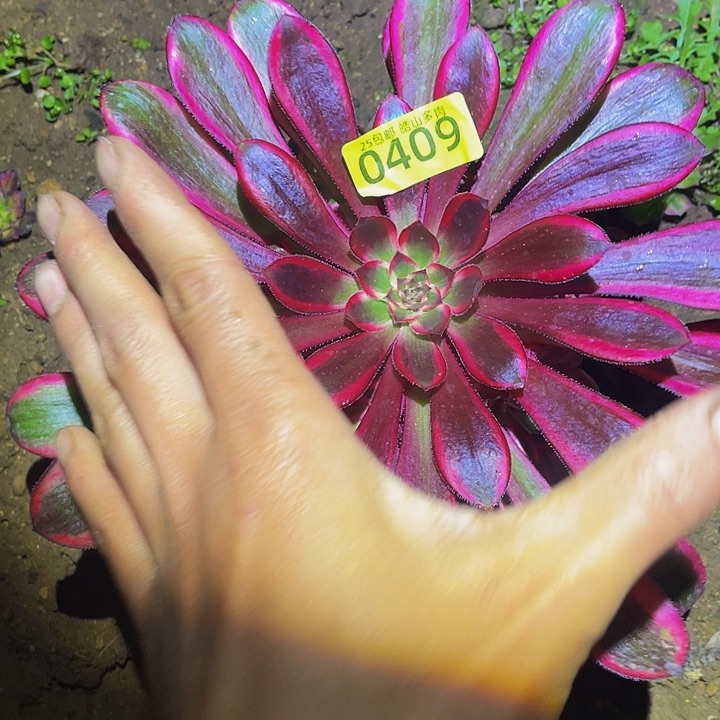 0409香奶奶多肉植物