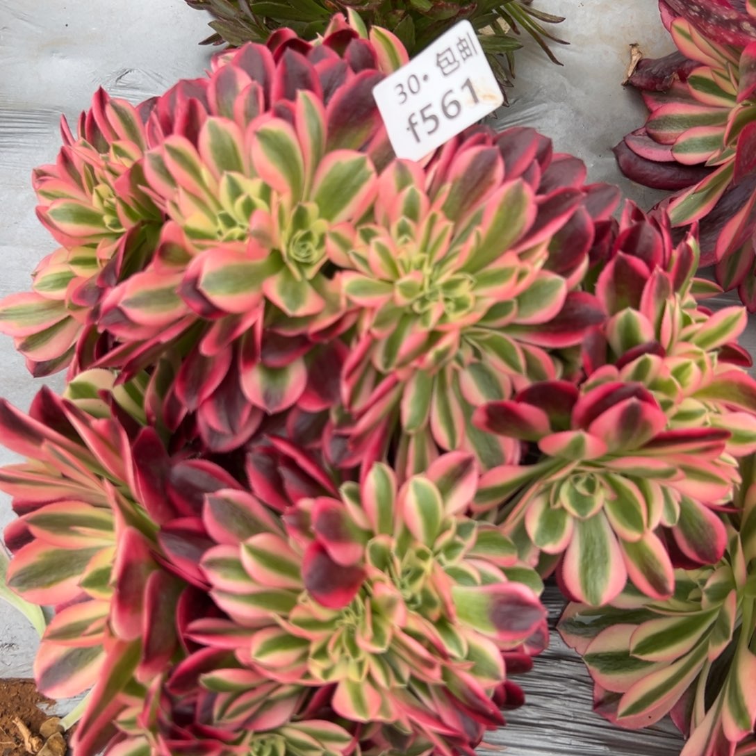 561美缀多肉法师