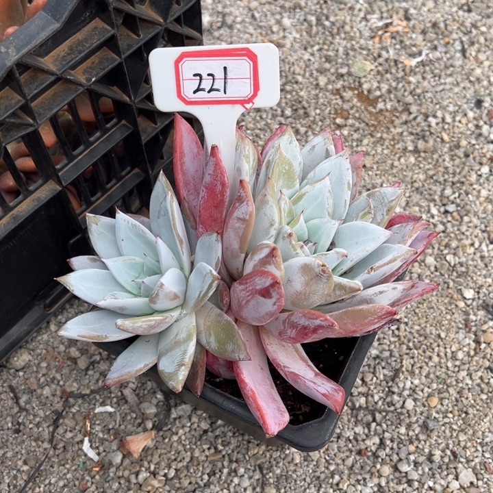 安****也卡一物一拍221号