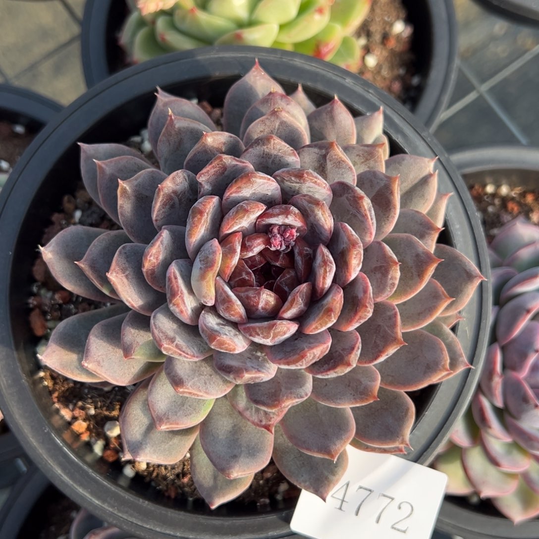 意****发4772肉肉肉肉肉肉肉肉