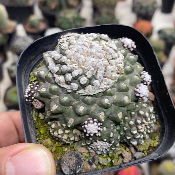 墨碟特价福利特价2