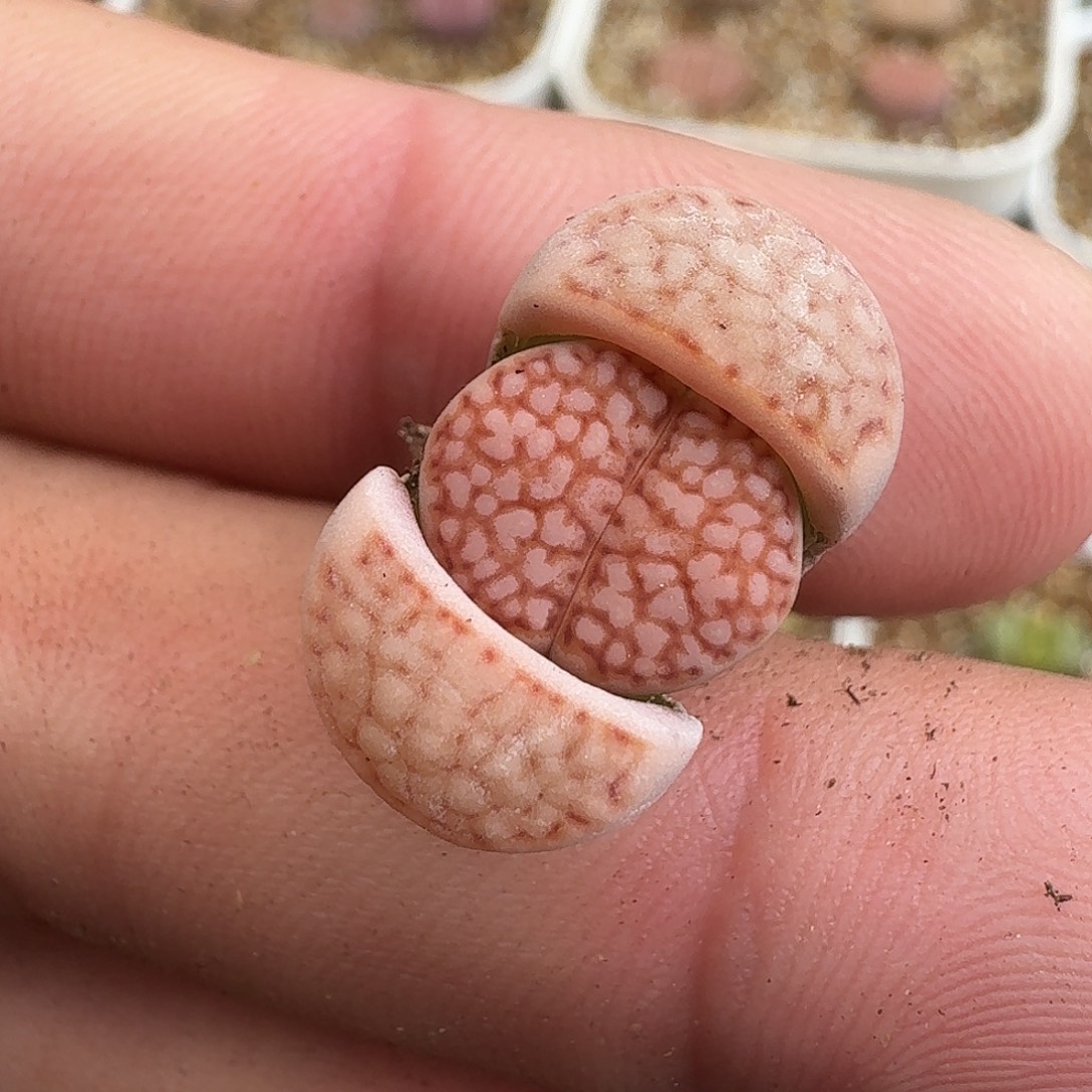 阑***雨C062新版红寿丽二代