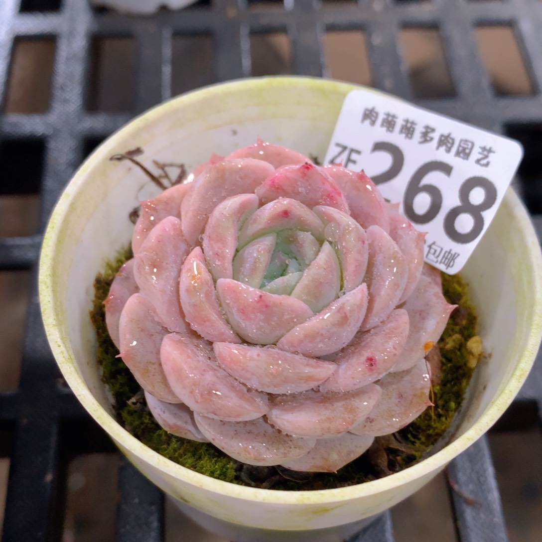 肉萌萌拇指盆精控多肉ZF268