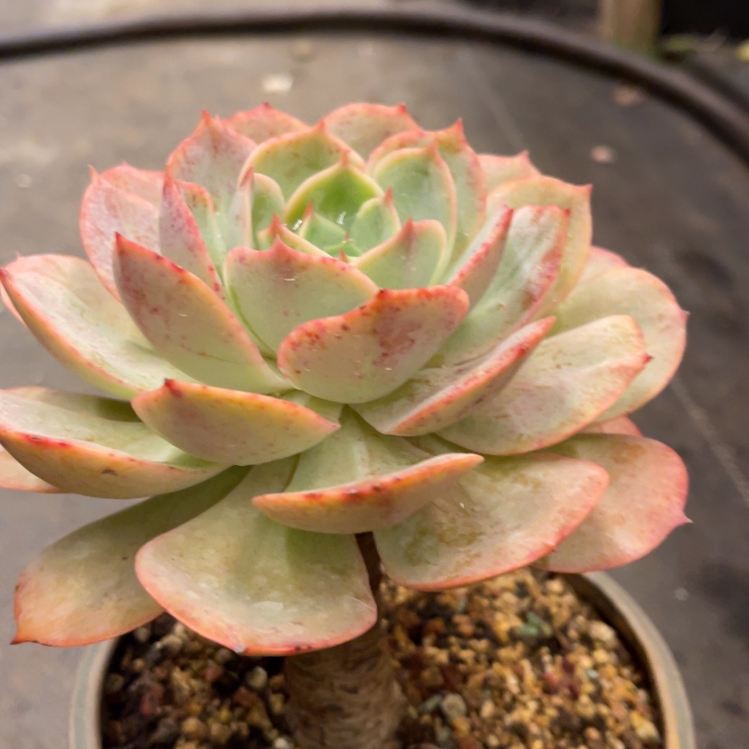 如***动686868688668868686