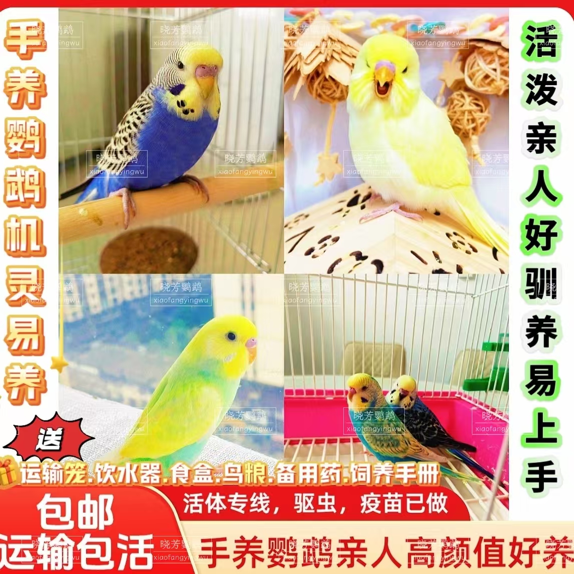 手养鹦鹉特色大头亲人鹦鹉金彩粘人鹦鹉国血大头好上手虎皮鹦鹉