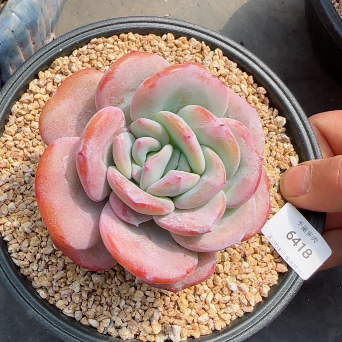 双心有崽，6418多肉植物