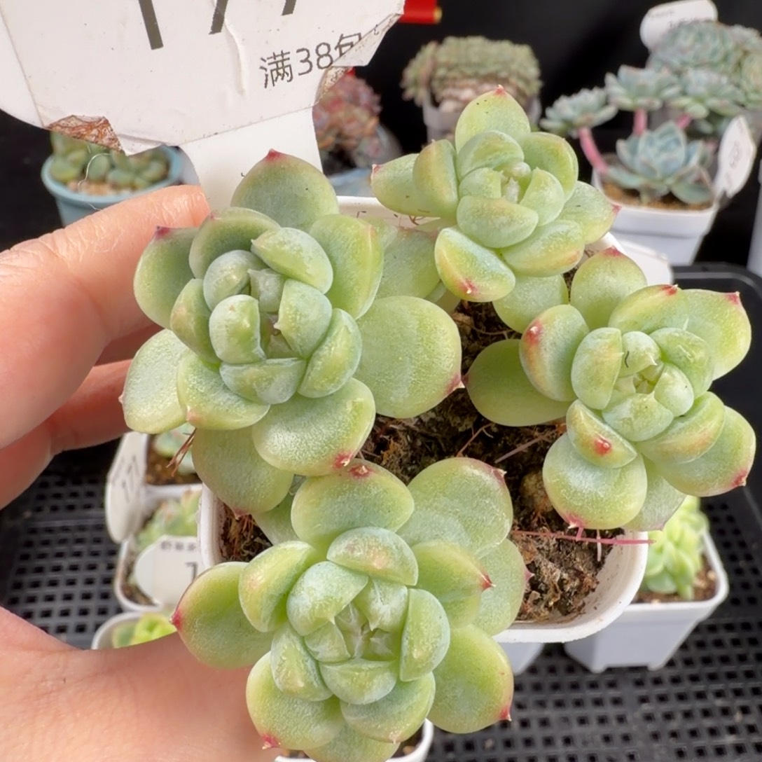 珍妮白色四头群177号