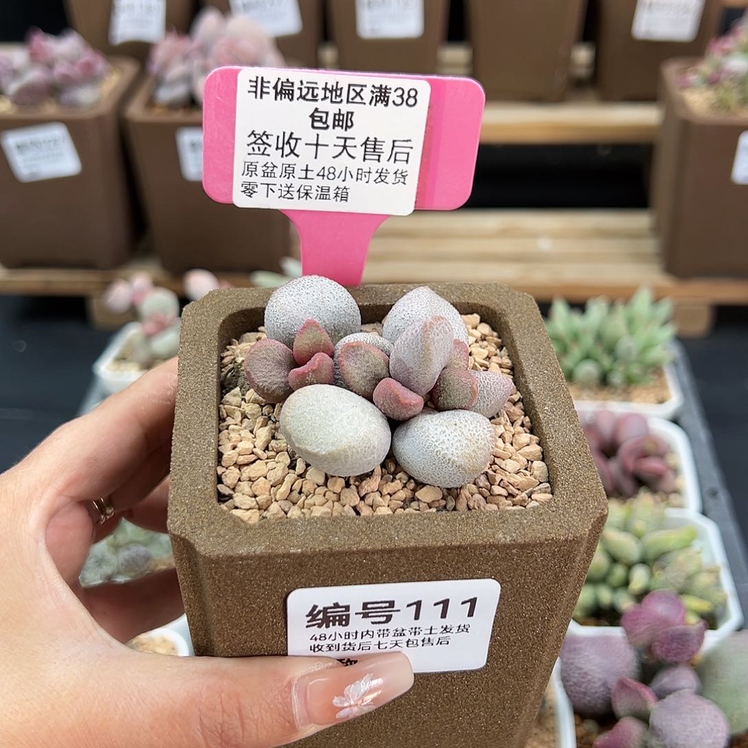 111甜心多肉植物