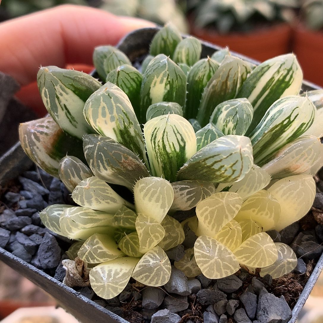 玉露锦带盆土发货