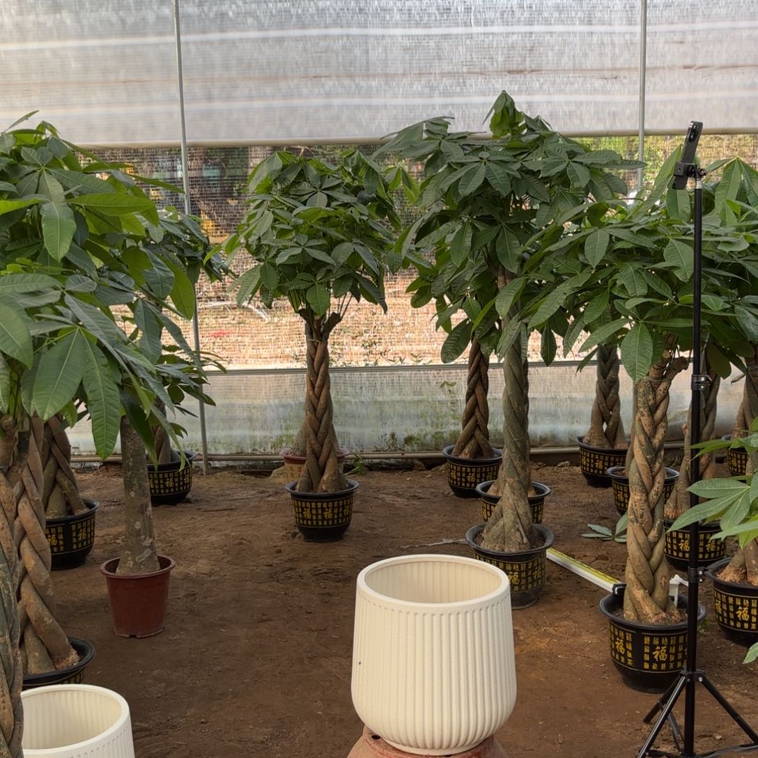 无花朵发财树树脂白盆