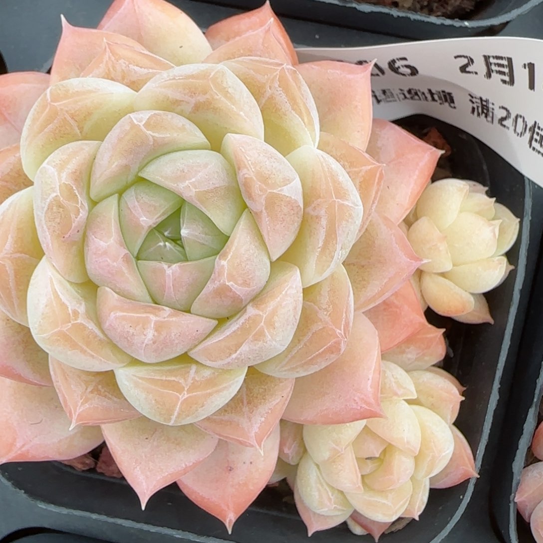 花语逸镜0214-506