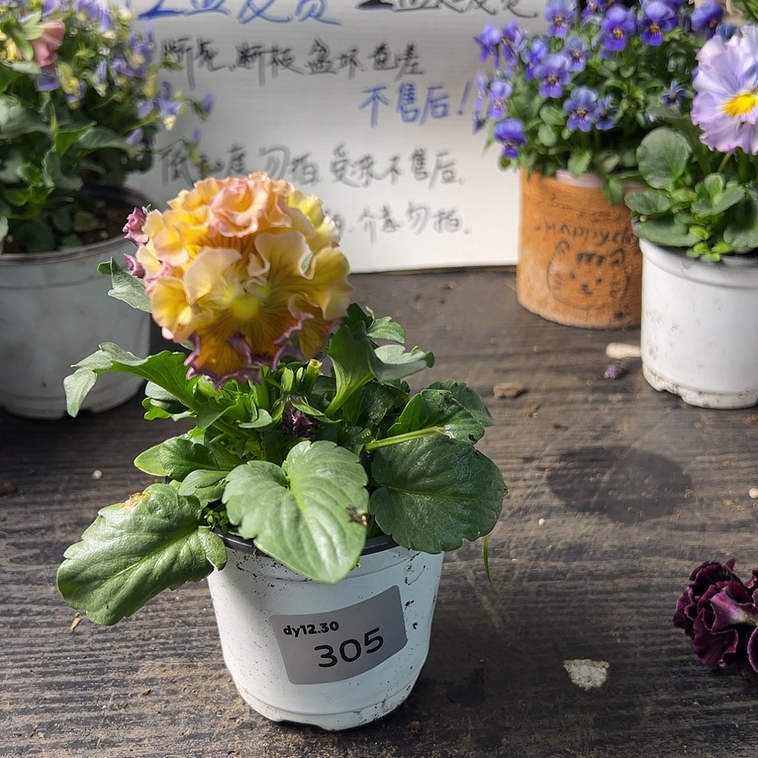 当前无花朵，栽培后可花朵305号