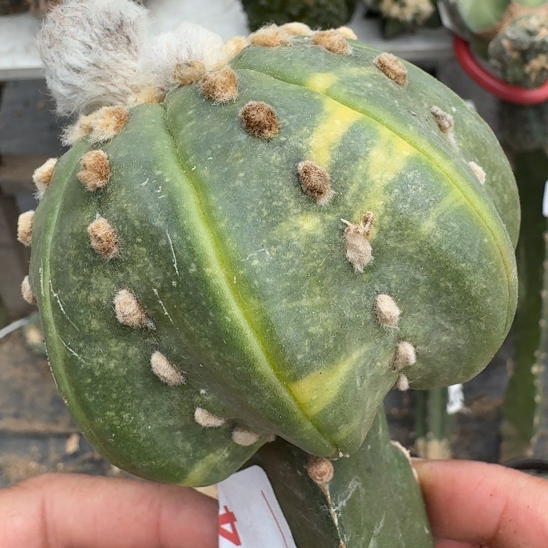 【闪购商品】海星高脚都锦074