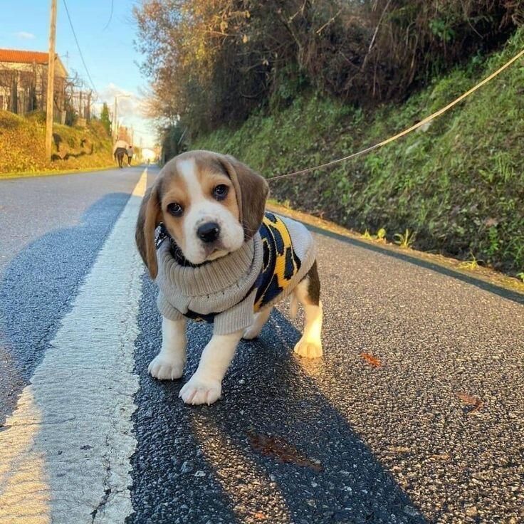 比格犬米鲁犬猎兔犬狗狗大耳朵宠物小型猎犬幼犬短毛