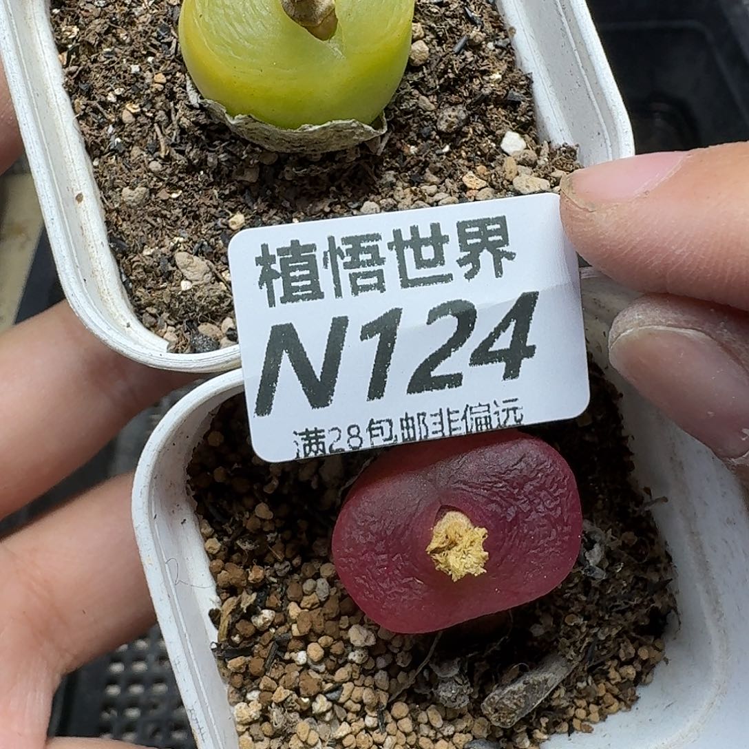 夕***］多肉W的润泽的润泽风格