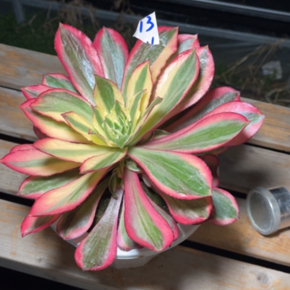 【闪购商品】13魅影多肉法师