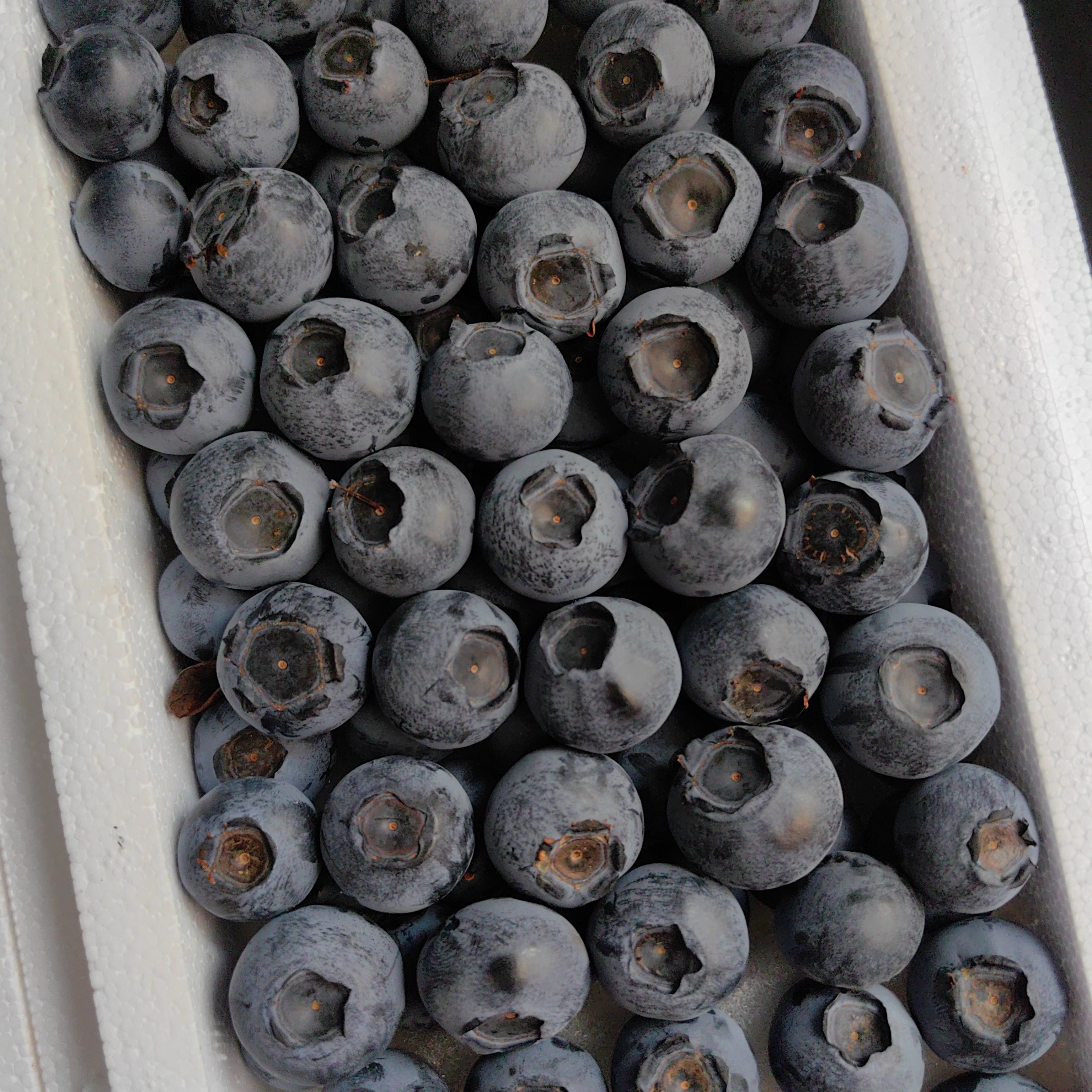 产地蓝莓（纯福利）箱