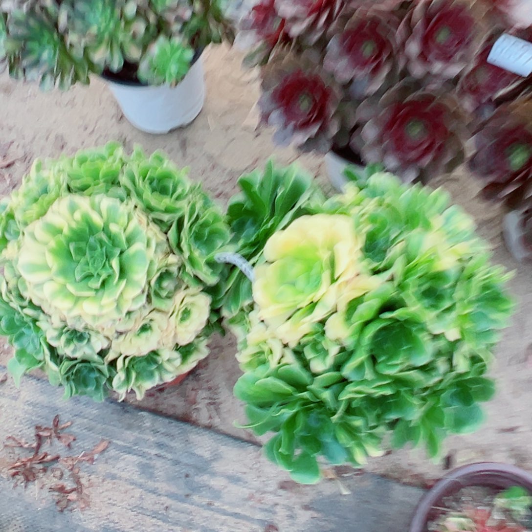雨***。598两颗组合多肉植物法师