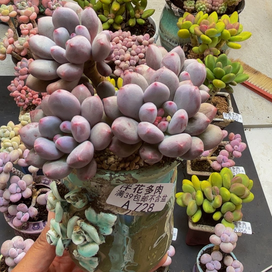 728仙子奶酪9cm多肉