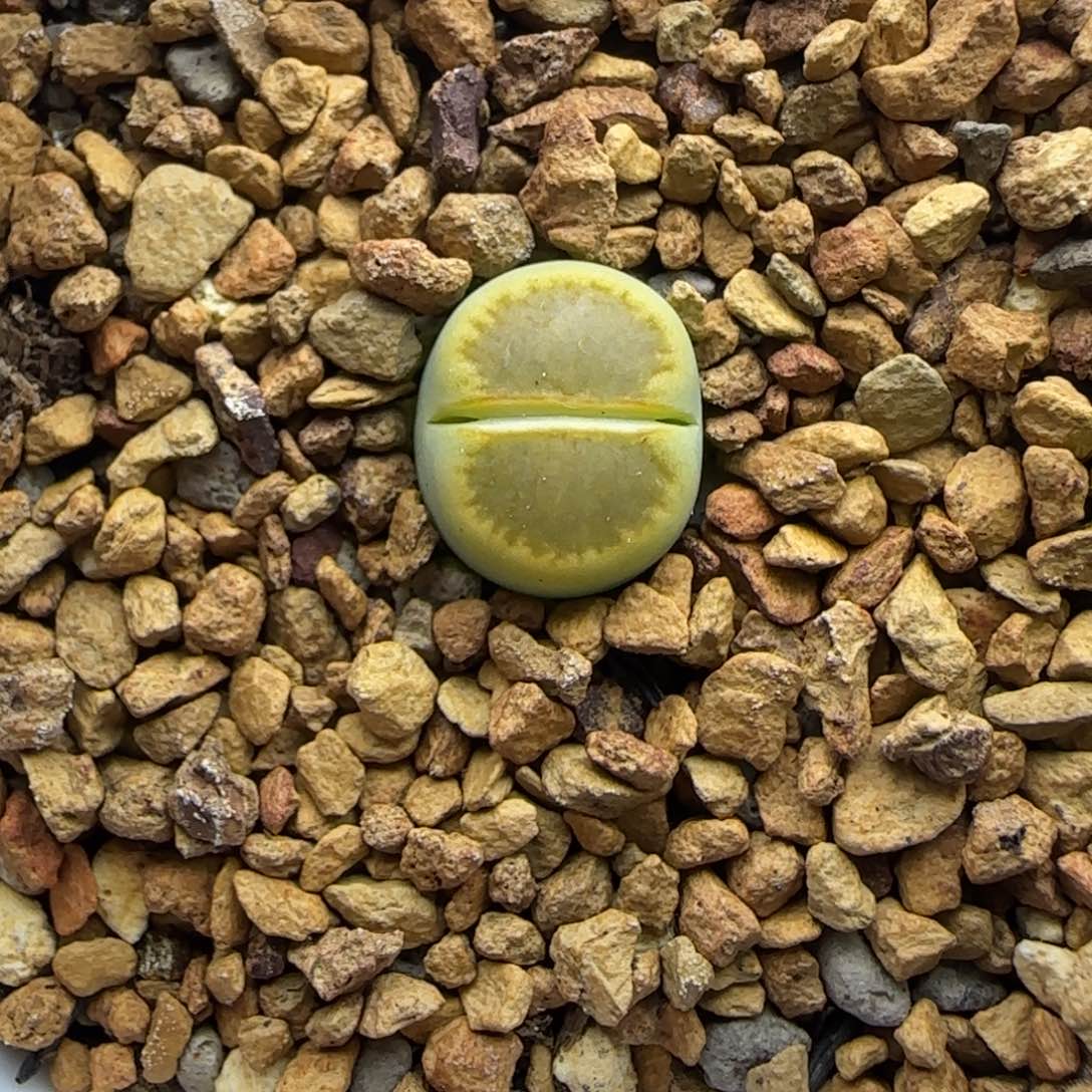 184 生石花大棚直播