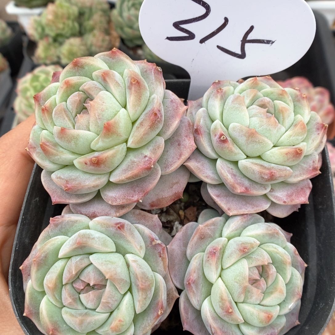 糖心珍妮可拍315号