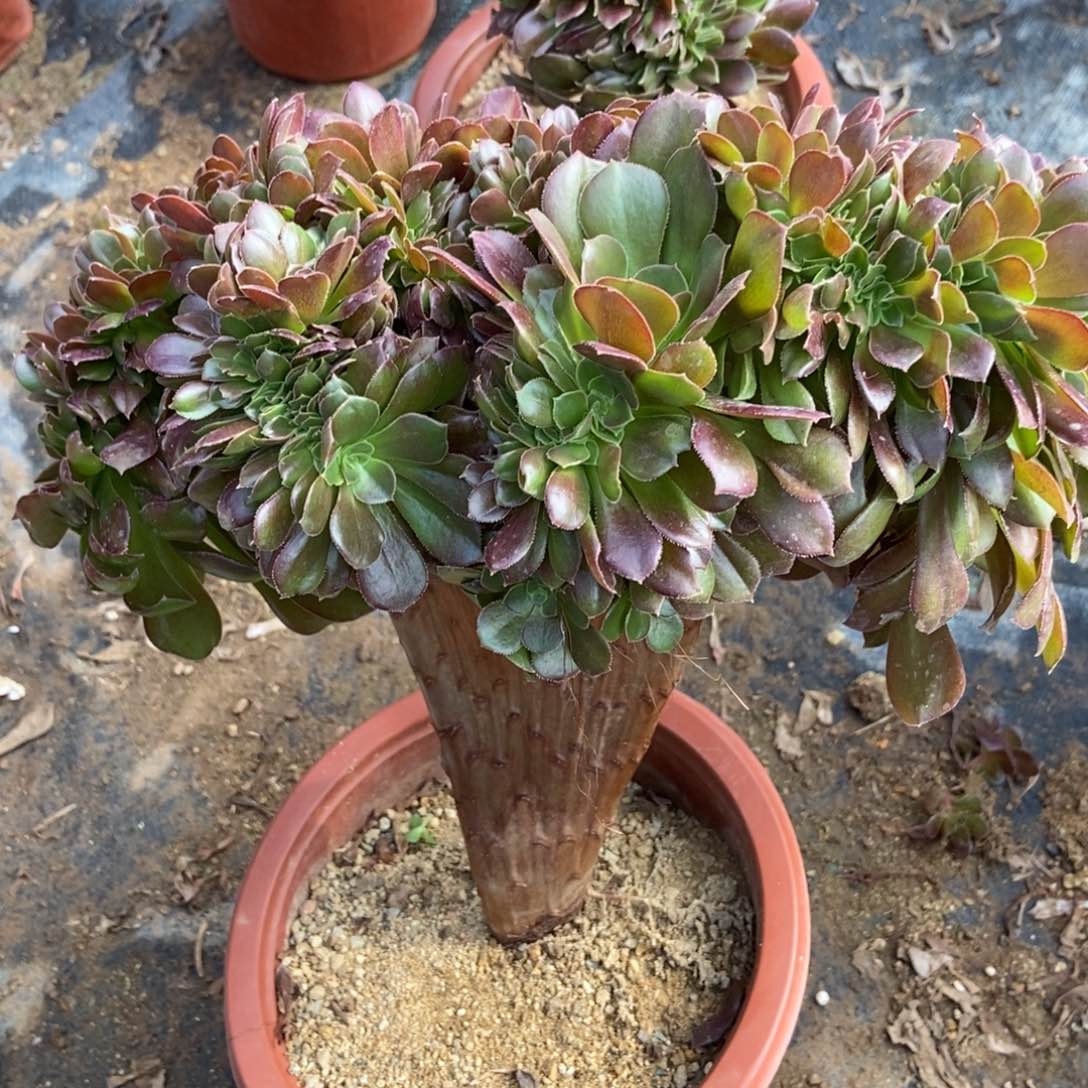 单颗玫瑰缀化二十八元