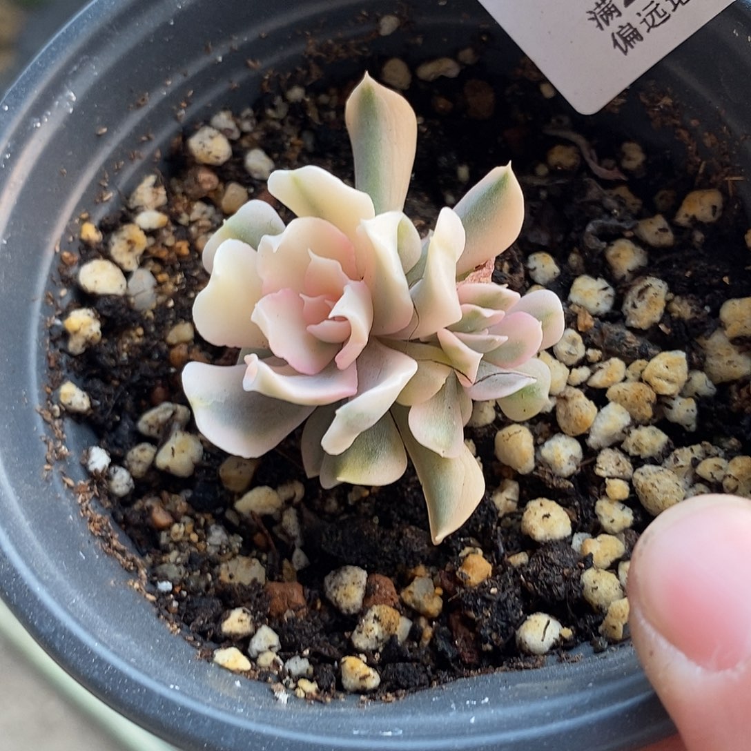 1276利比里亚锦多肉植物哇啦塞