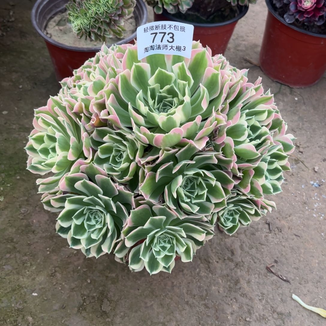 773雨花石多肉植物法师