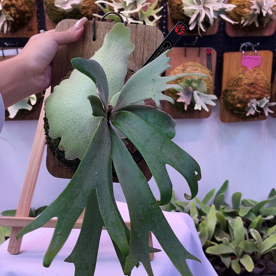 nook 黑牌 dn watchara 小体