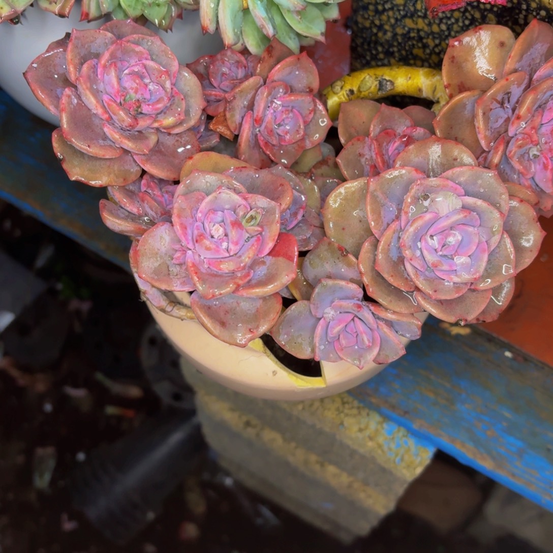 开***花老桩精品肉肉彩虹糖