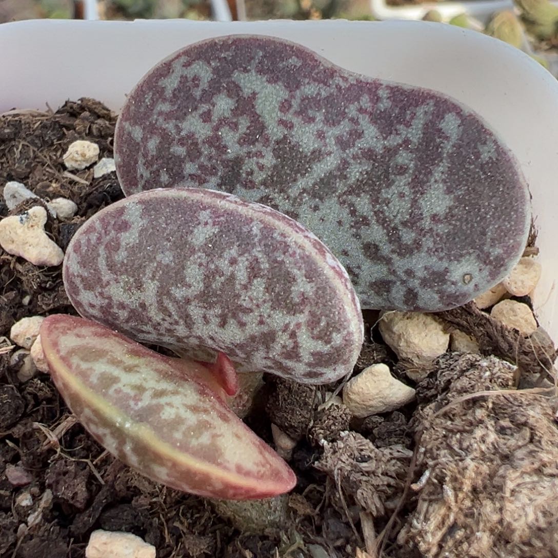 福利款满斑花蛋多肉植物水泡