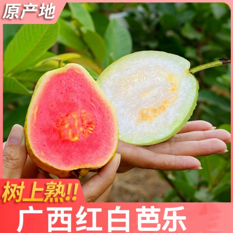 【二媛专属】【空运特快保温袋发货】广西玉林红心白心芭乐送酸梅粉