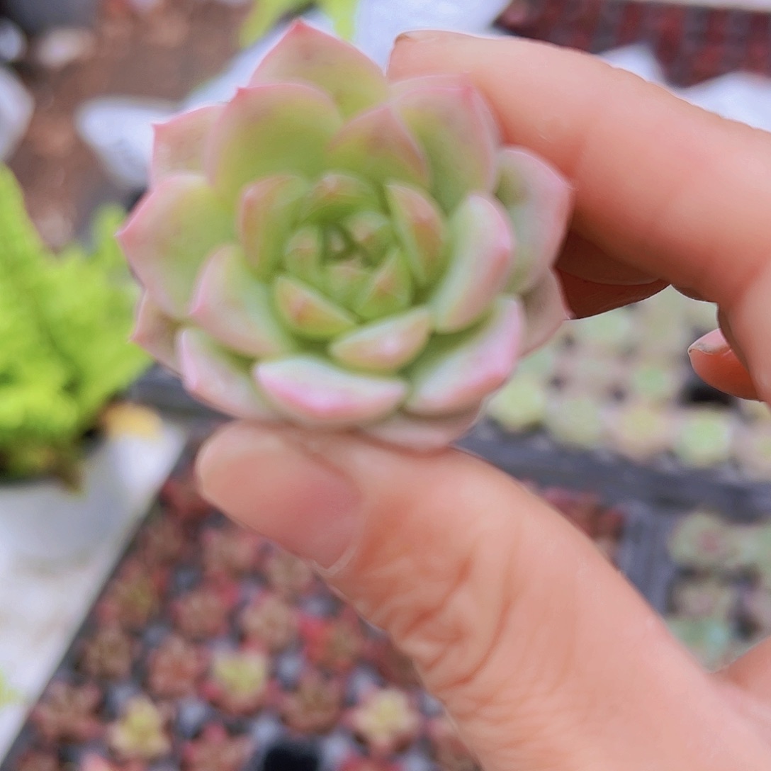 穴盘白桃汽水3颗19包邮多肉