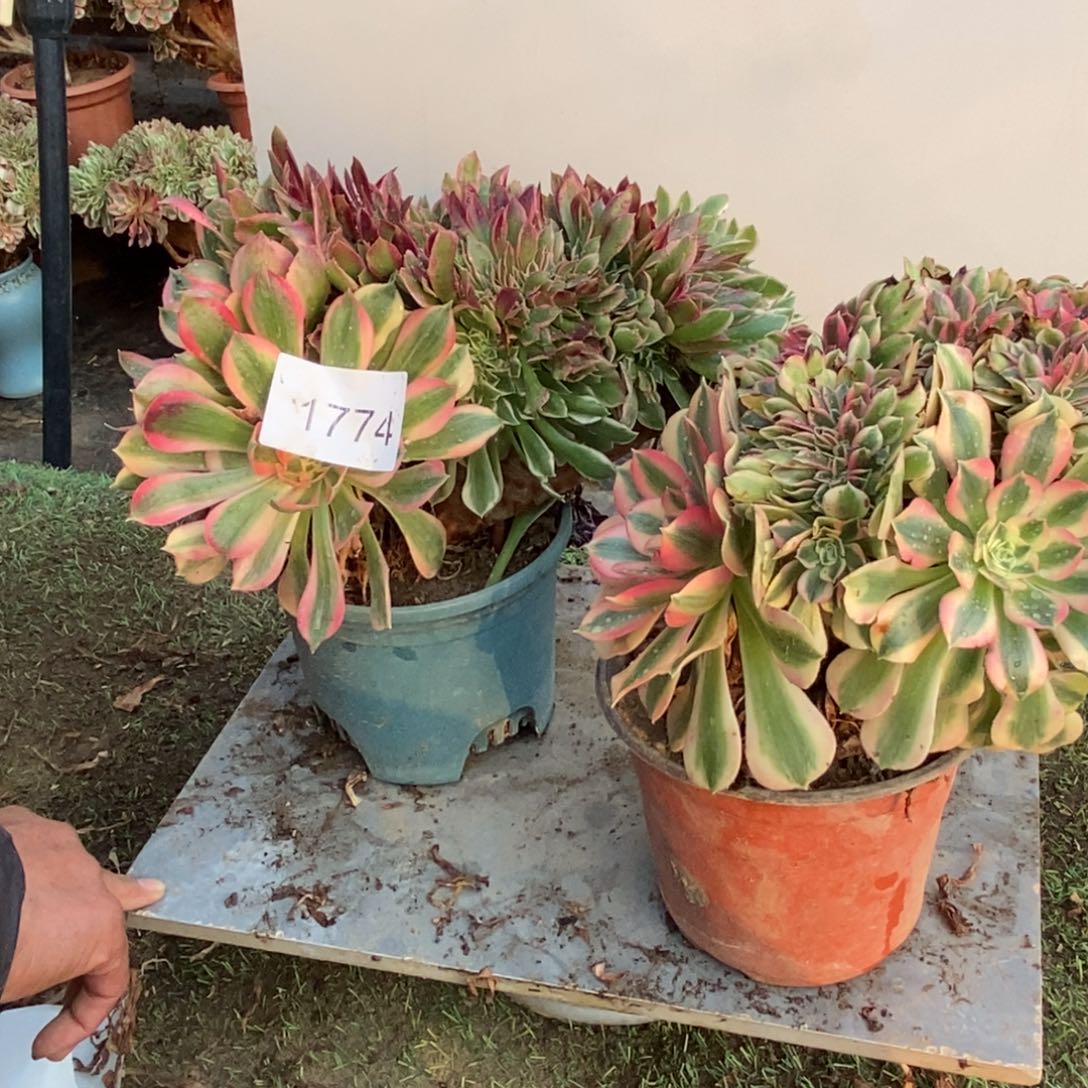 粉女巫➕女神1颗1774号