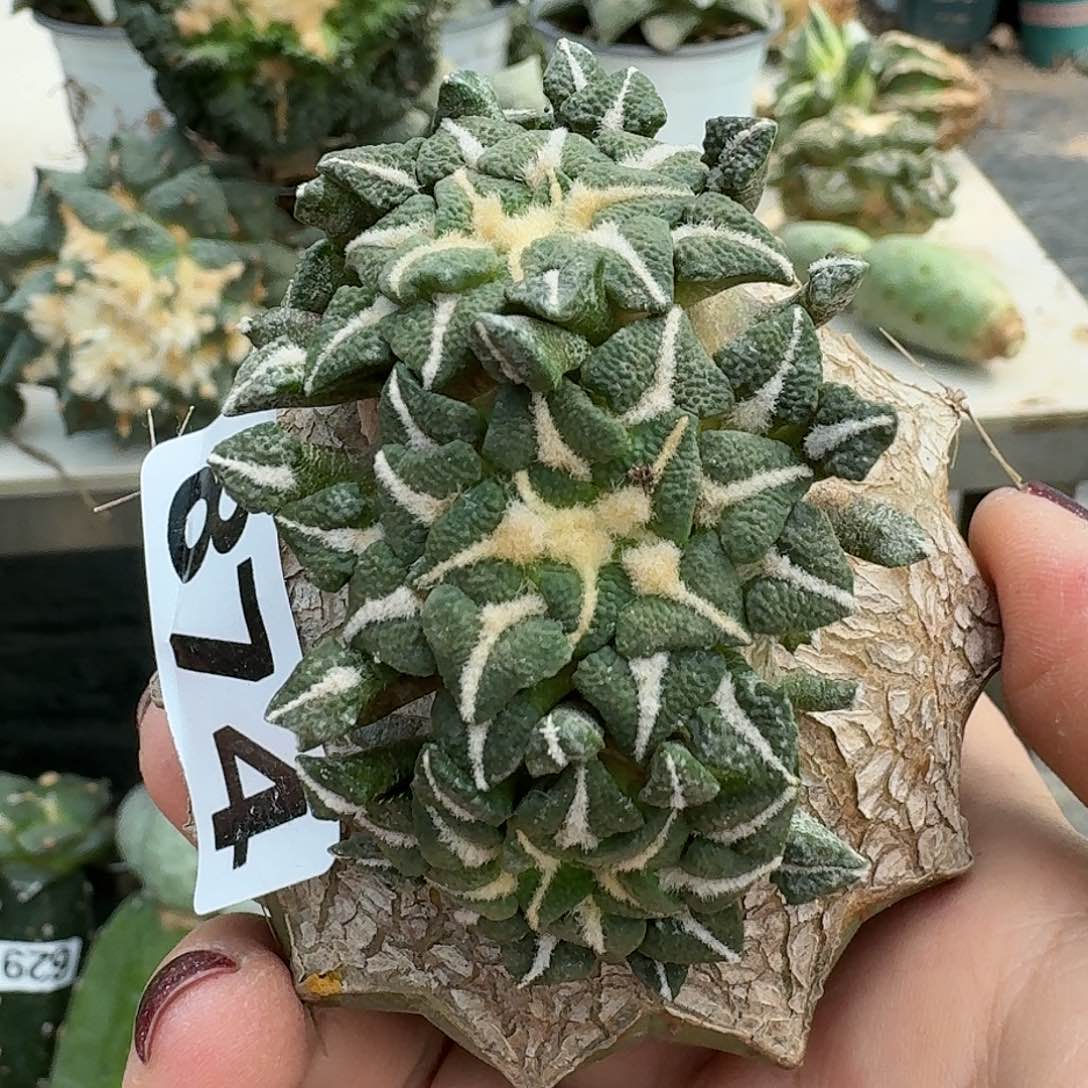 【闪购商品】无花朵四头苗接黑牡丹874