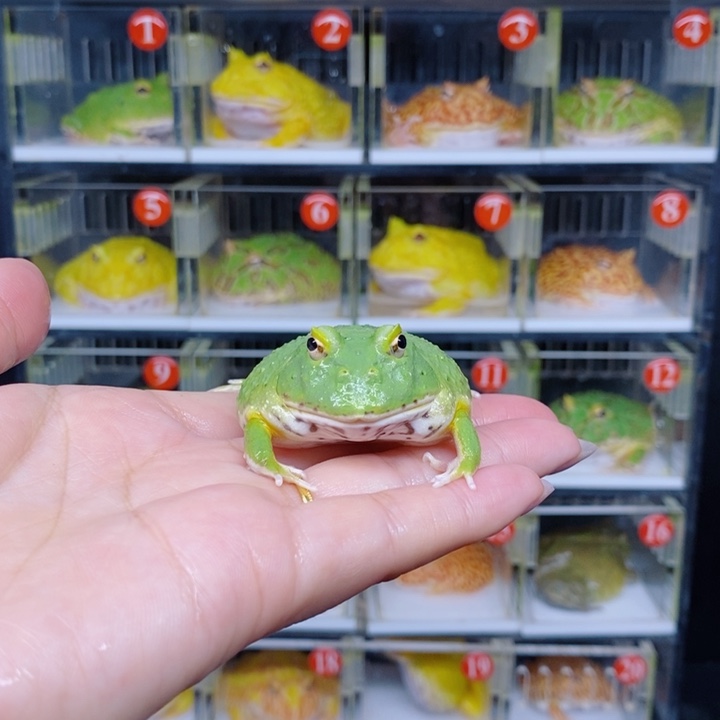 角蛙恭喜发财大吉大利