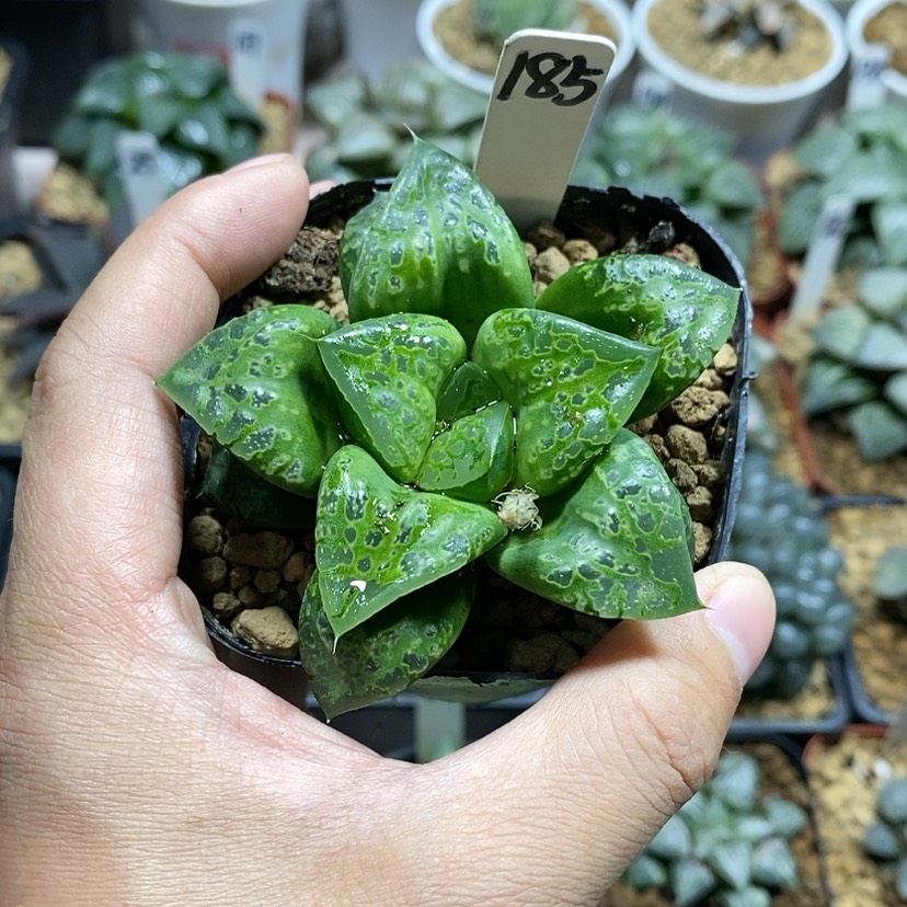 【闪购商品】185假面