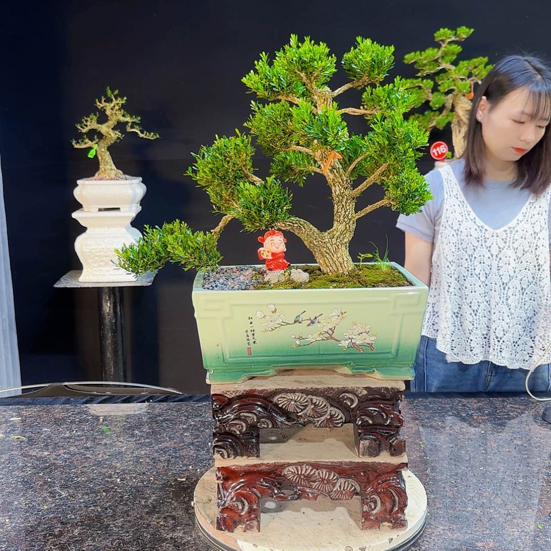 高端黄杨产品销售