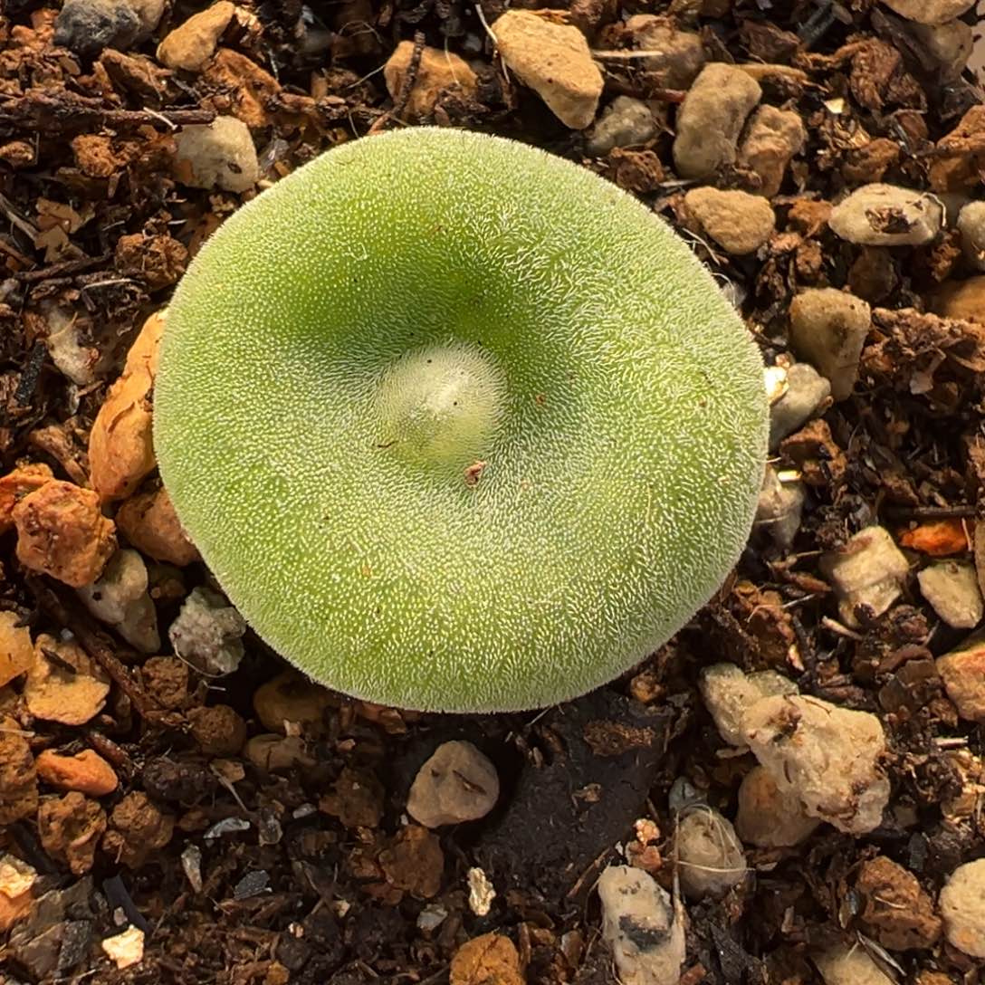 毛饼多肉盆栽栽培盆栽