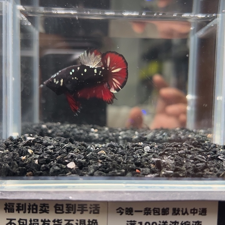 斗鱼跑单拉黑1日98