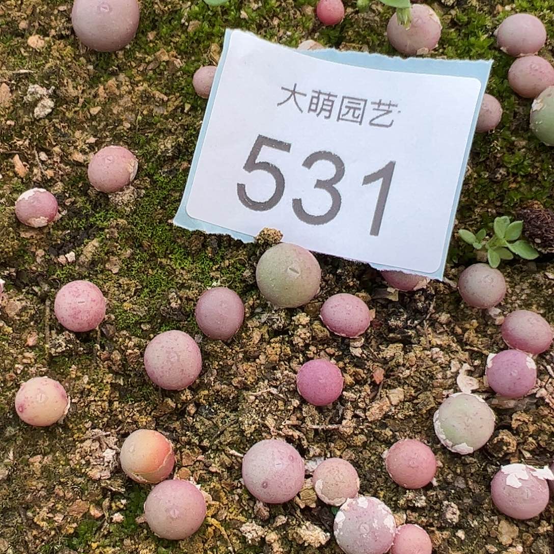 0000531量拍大G，2颗尺寸0.8