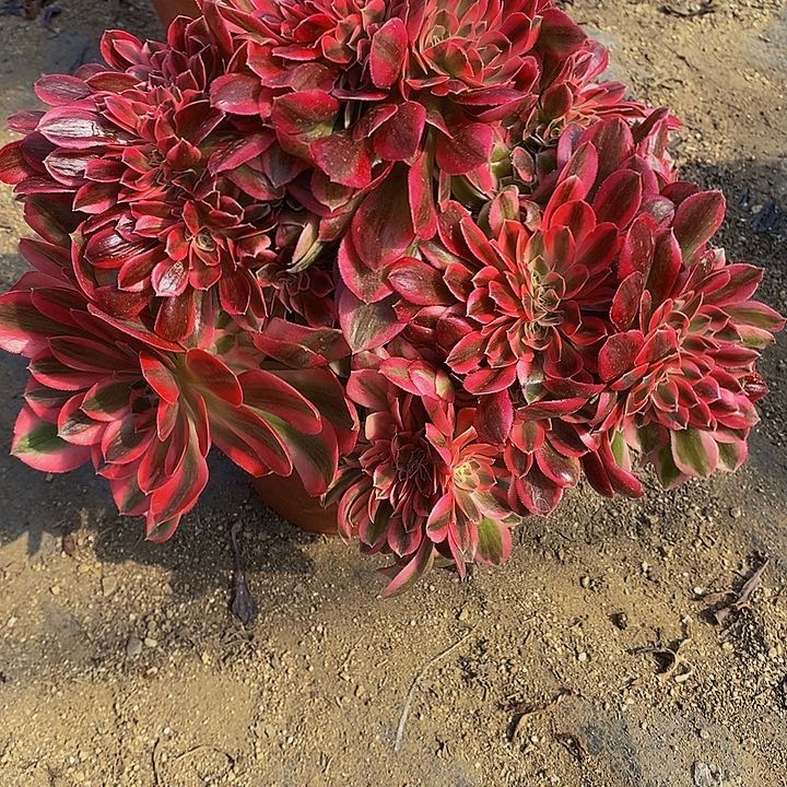 幸****.多肉女巫缀546多艘